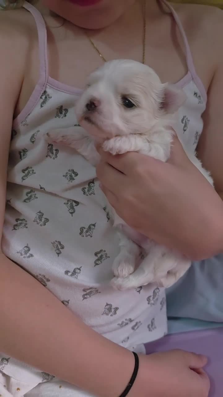 Maltese cani in vendita: Maltesi  - Video 1