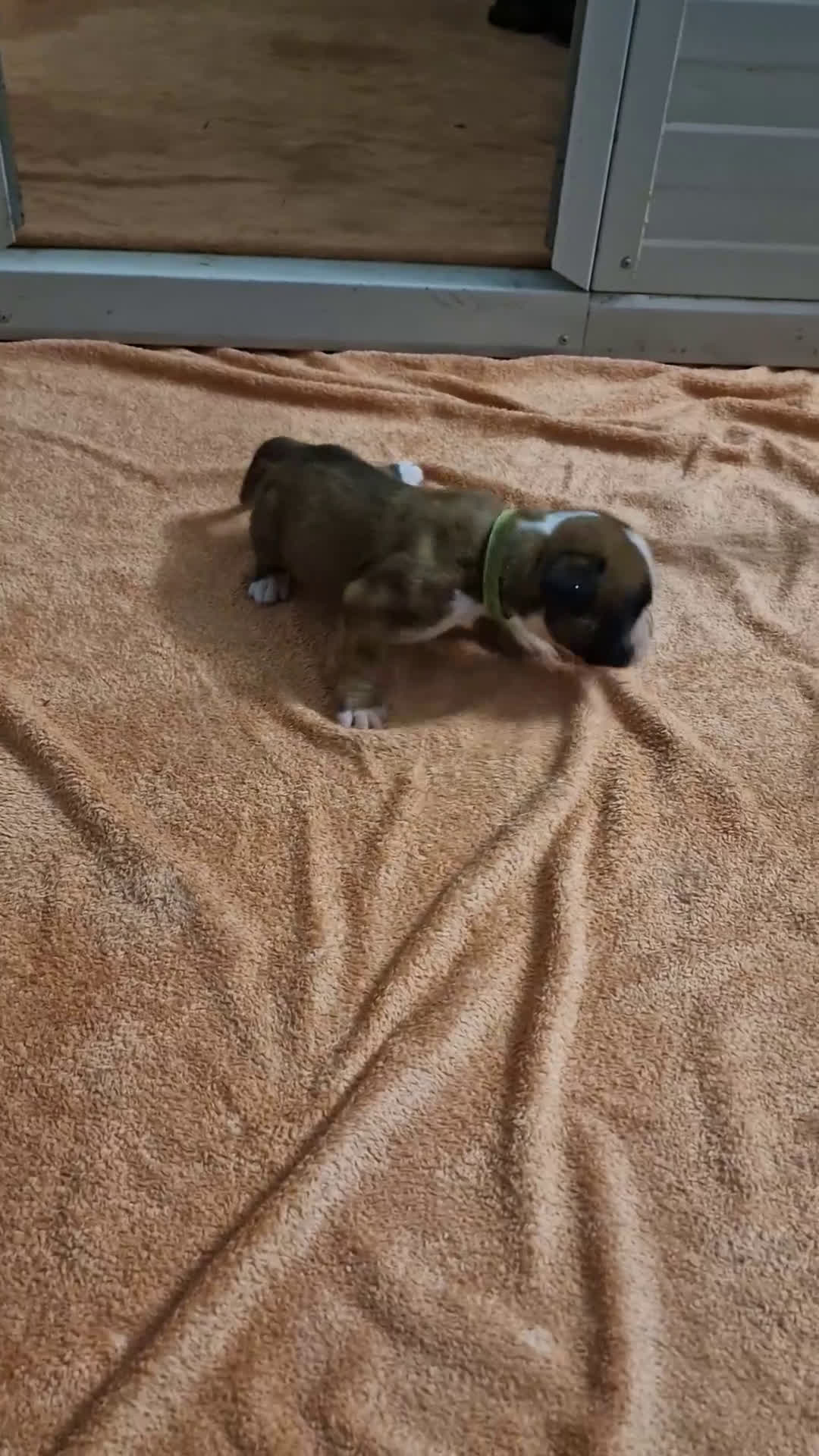 Boxer cani in vendita: Boxer cuccioli con pedigree - Video 2