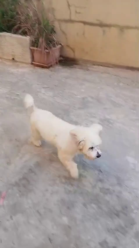 Maltese cani in regalo: Flex, un meraviglioso maltesino - Video 1