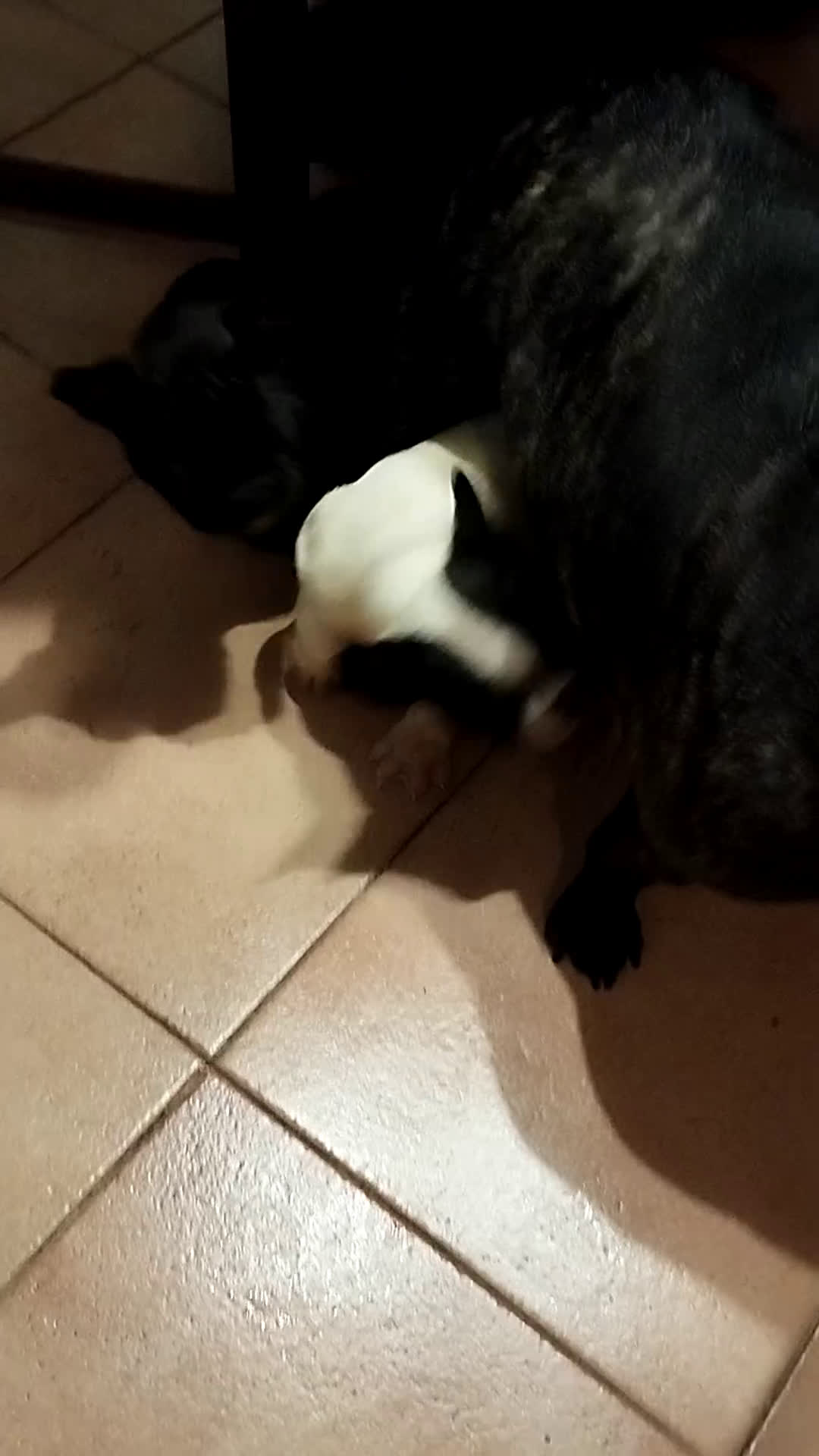 Bulldog Francese cani in vendita: Bulldog francese  - Video 1