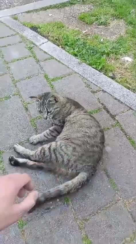Meticcio gatti in regalo: Trilly gattina Fiv dolcissima a Città Metropolitana di Genova - Video 4