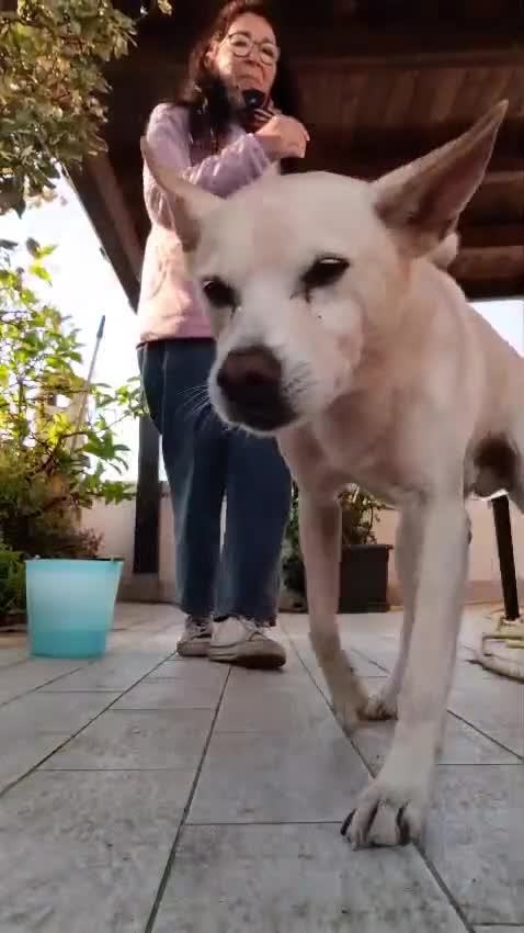Meticcio cani in regalo: Pippo❤️ - Video 1