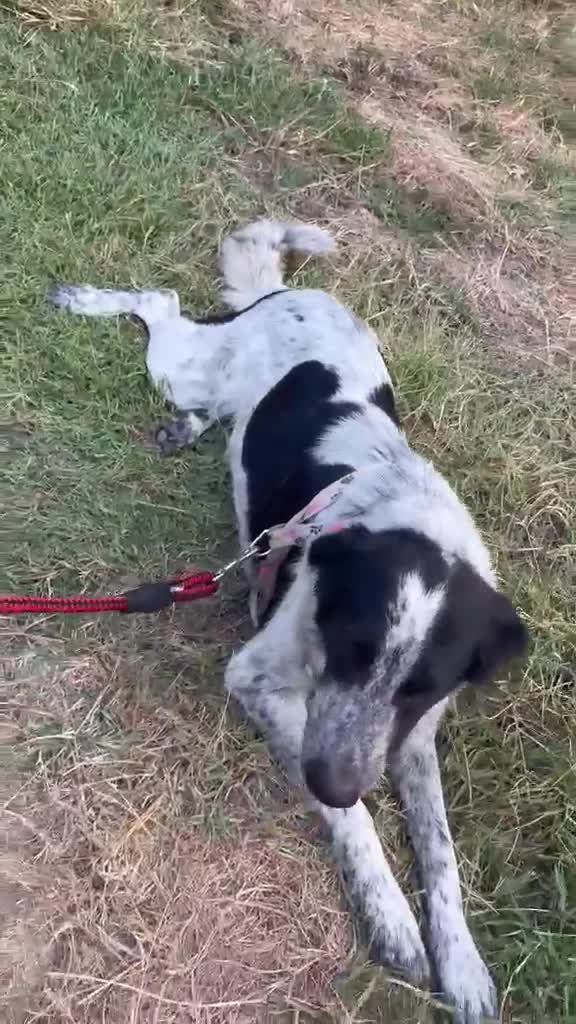 Meticcio cani in regalo: SERENA 🩷 QUESTO SORRISO MERITA UNA CASA 🙏🏻🥹 a Provincia di Reggio Emilia - Video 1