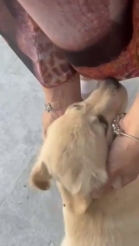 Golden Retriever cani in vendita: Golden retriever linea inglese a Provincia di Alessandria - Video 1