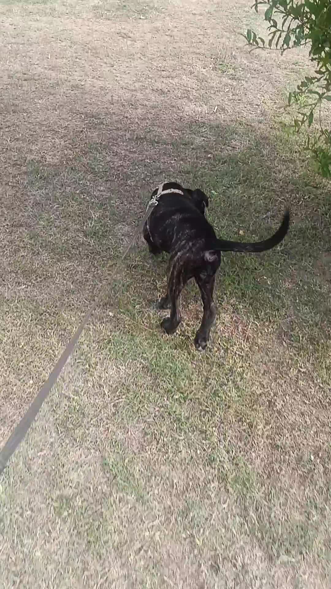 Cane Corso cani in vendita: Cucciola Cane Corso a Provincia di Forlì-Cesena - Video 1