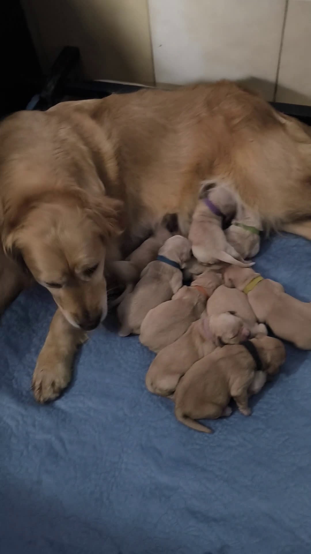 Golden Retriever cani in vendita: Cuccioli di Golden retriever con pedigree ENCI  a Provincia di Verona - Video 1