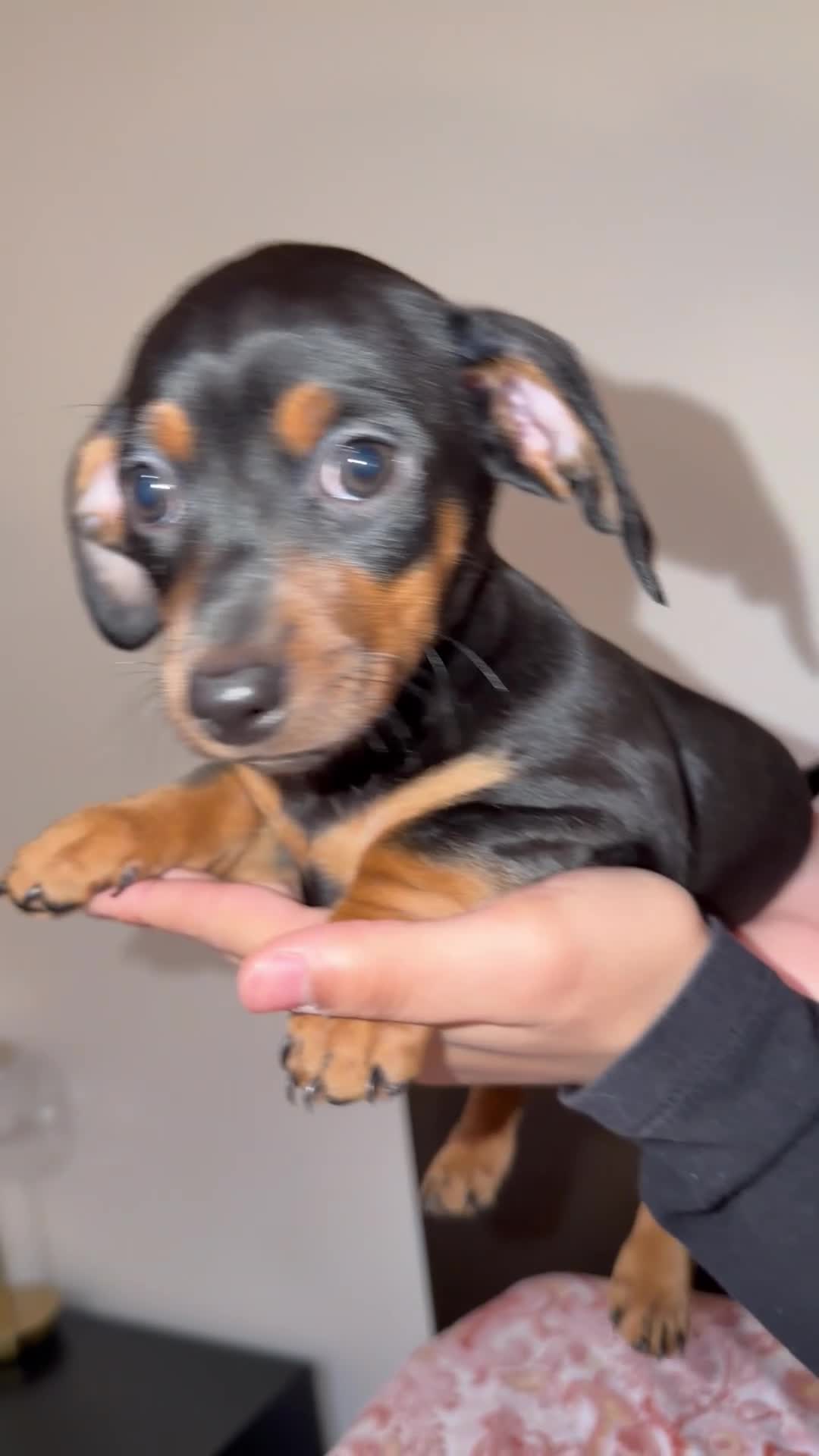 Meticcio cani in vendita: Cuccioli incrocio BASSOTTO ISABELLA NANO  - Video 2