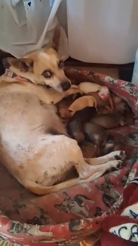 Meticcio cani in regalo: Regalo cagnolini appena nati  a Provincia di Caserta - Video 1