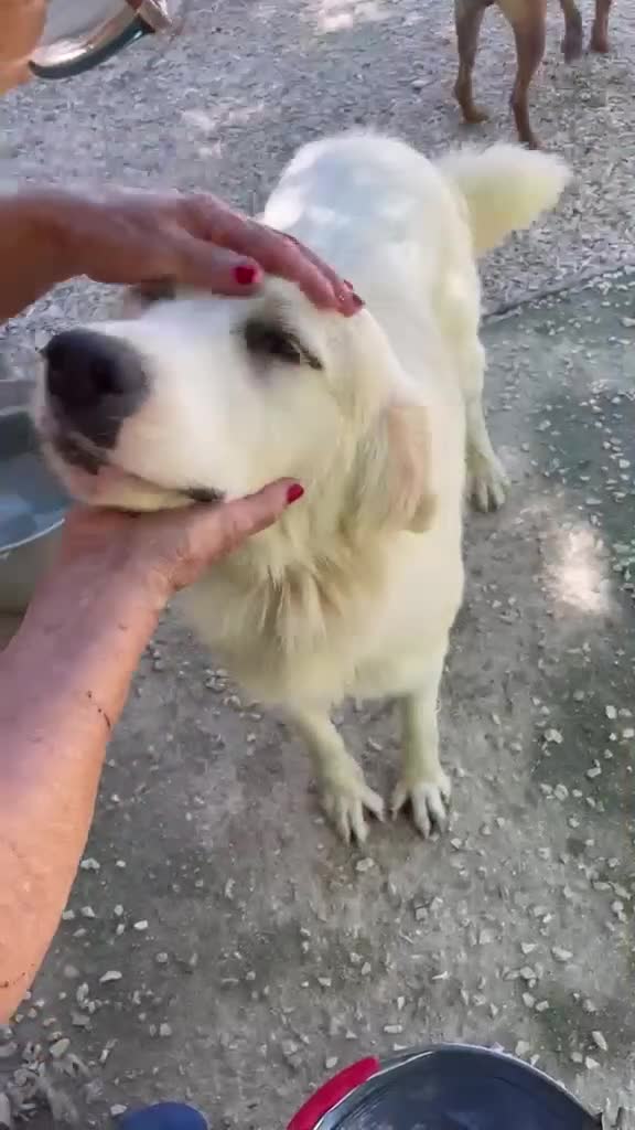 Meticcio cani in regalo: IL TENERISSIMO OSLO - Video 1