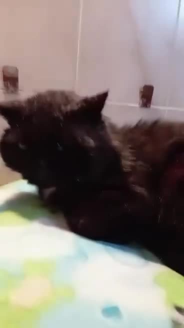 Europeo gatti in regalo: ADOZIONE DEL CUORE ❤️ gatto 12 anni a Provincia di Padova - Video 1