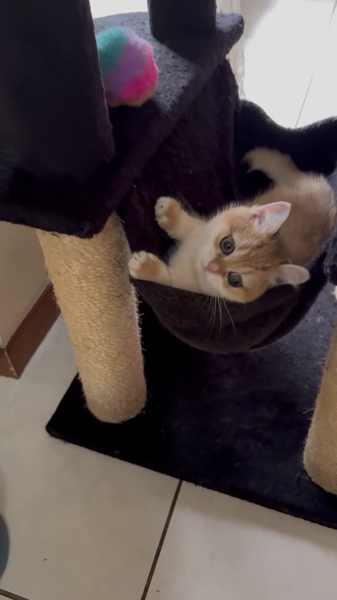 British gatti in vendita: Cucciolo british golden con pedigree  - Video 1