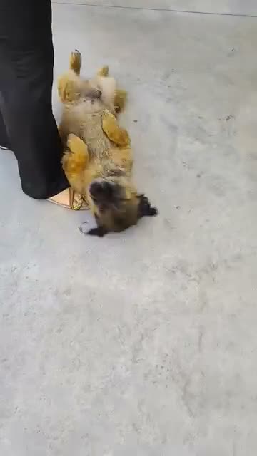 Meticcio cani in regalo: Leggi la descrizione  - Video 1