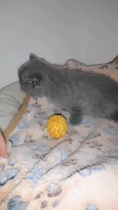 British gatti in vendita: BRITISH Shorthair BLU - Video 2