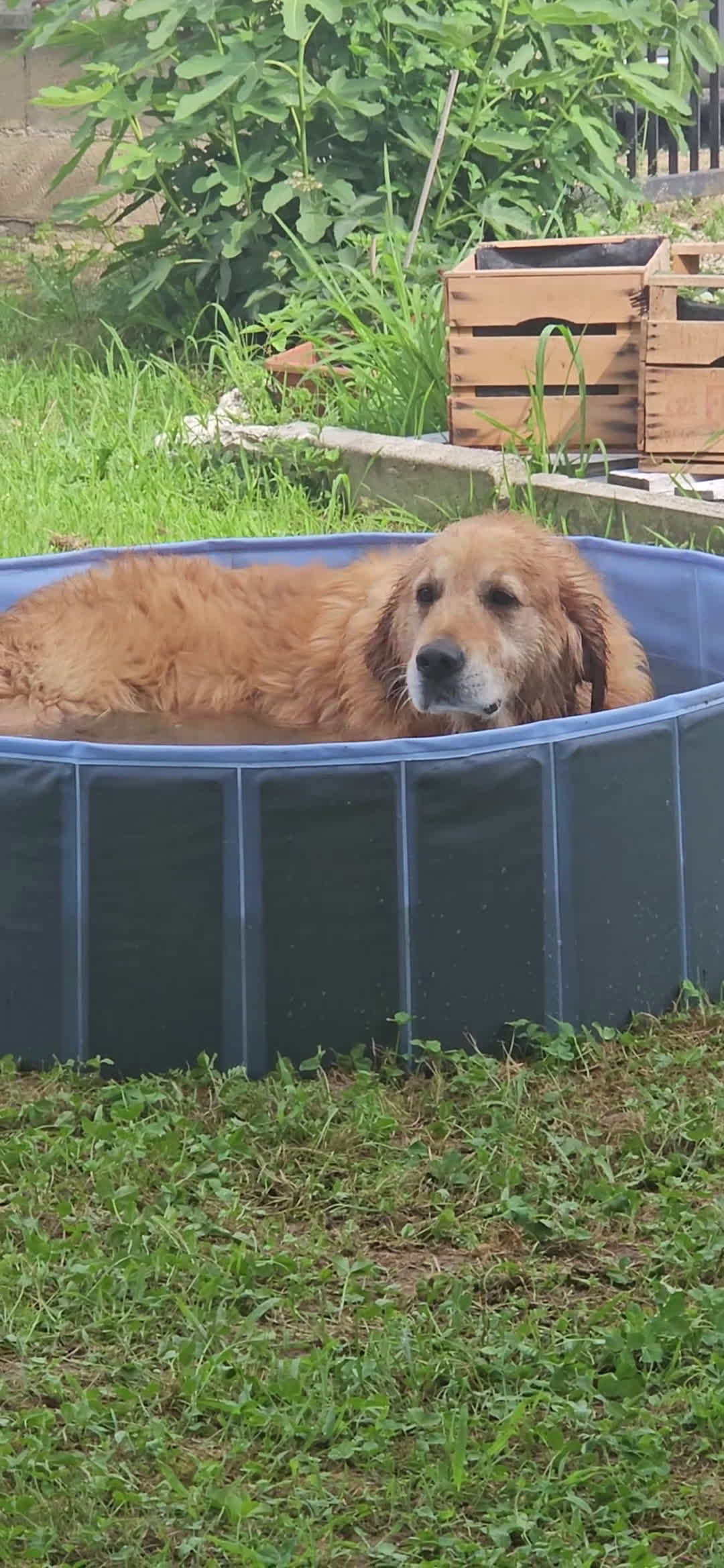 Golden Retriever cani per accoppiamento: Golden retriever per monta  - Video 2