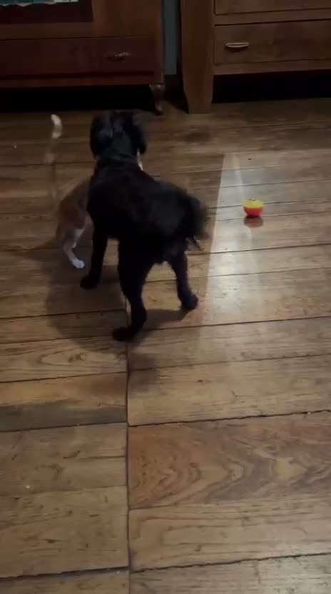Meticcio gatti in regalo: ADOZ.DEL💔:piccino dallastrada con zecche!salvato! a Provincia di Varese - Video 1