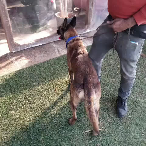 Meticcio cani in regalo: Akila, Malinois dolce e giocherellona - Video 1