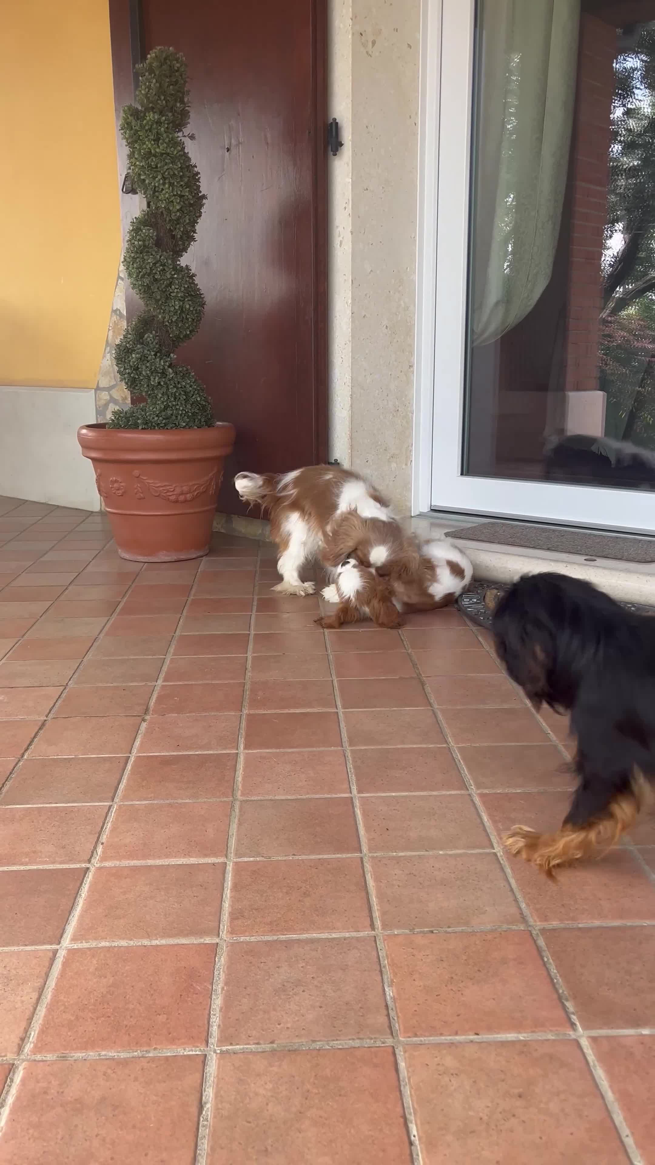 Cavalier King cani in vendita: Cuccioli di Cavalier king altamente selezionati  a Provincia di Vicenza - Video 2