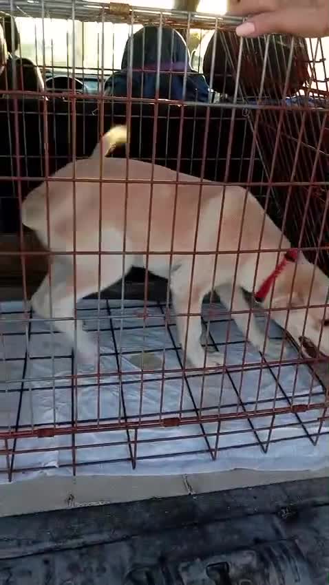 Meticcio cani in regalo: Nanà, taglia media! (25kg-4 mesi)  a Provincia di Pavia - Video 1