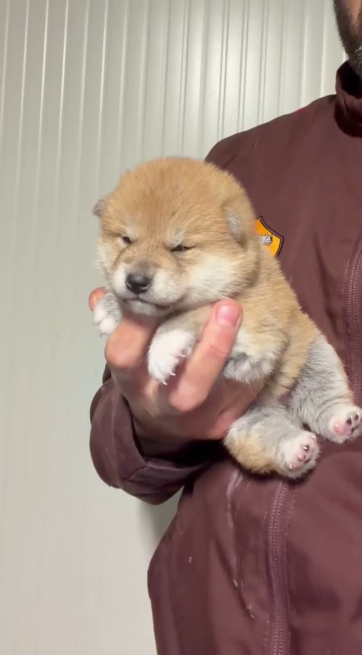 Shiba Inu cani in vendita: Shiba Inu cuccioli con Pedigree a Città Metropolitana di Firenze - Video 2