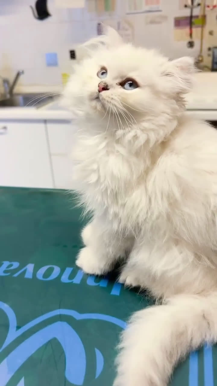 British gatti in vendita: British Longhair Silver - Video 1