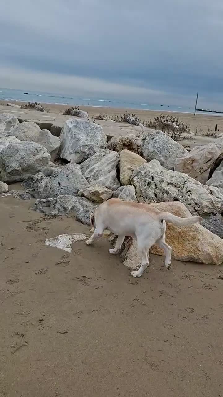 Labrador cani per accoppiamento: Labrador maschio per accoppiamento - Video 1