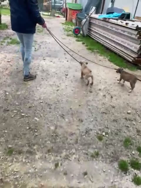 Meticcio cani in regalo: SIMPATICI E TENERI CUCCIOLOTTI - Video 2