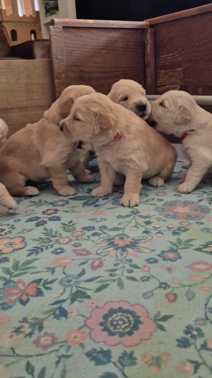 Golden Retriever cani in vendita: Cuccioli di Golden Retriever Roma - Video 2