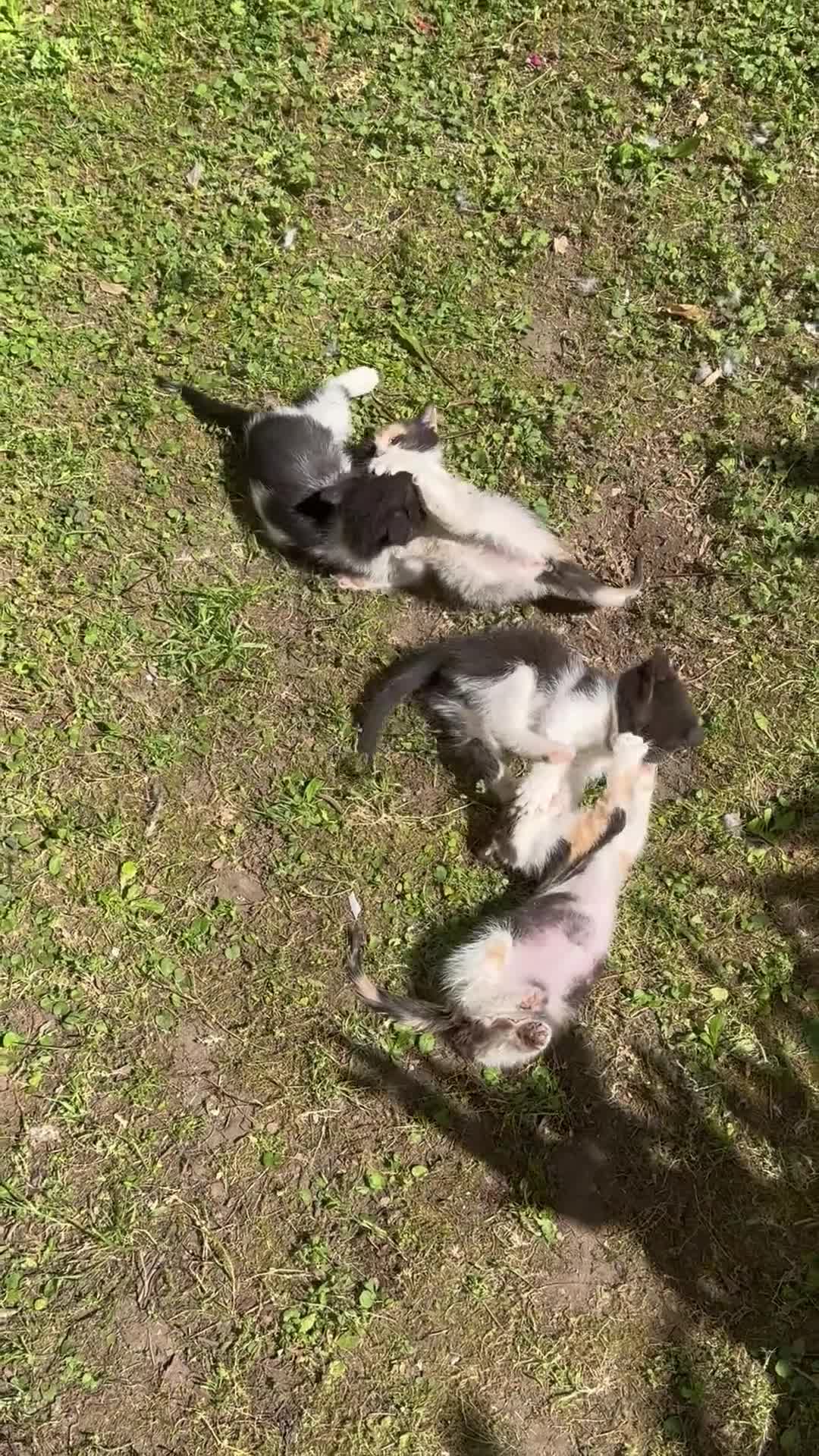 Meticcio gatti in regalo: Cercasi casa per cuccioli  a Città Metropolitana di Napoli - Video 1