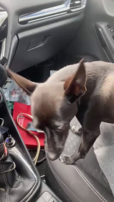 Pinscher Miniatura cani in regalo: Kikko pinscher affettuoso - Video 2