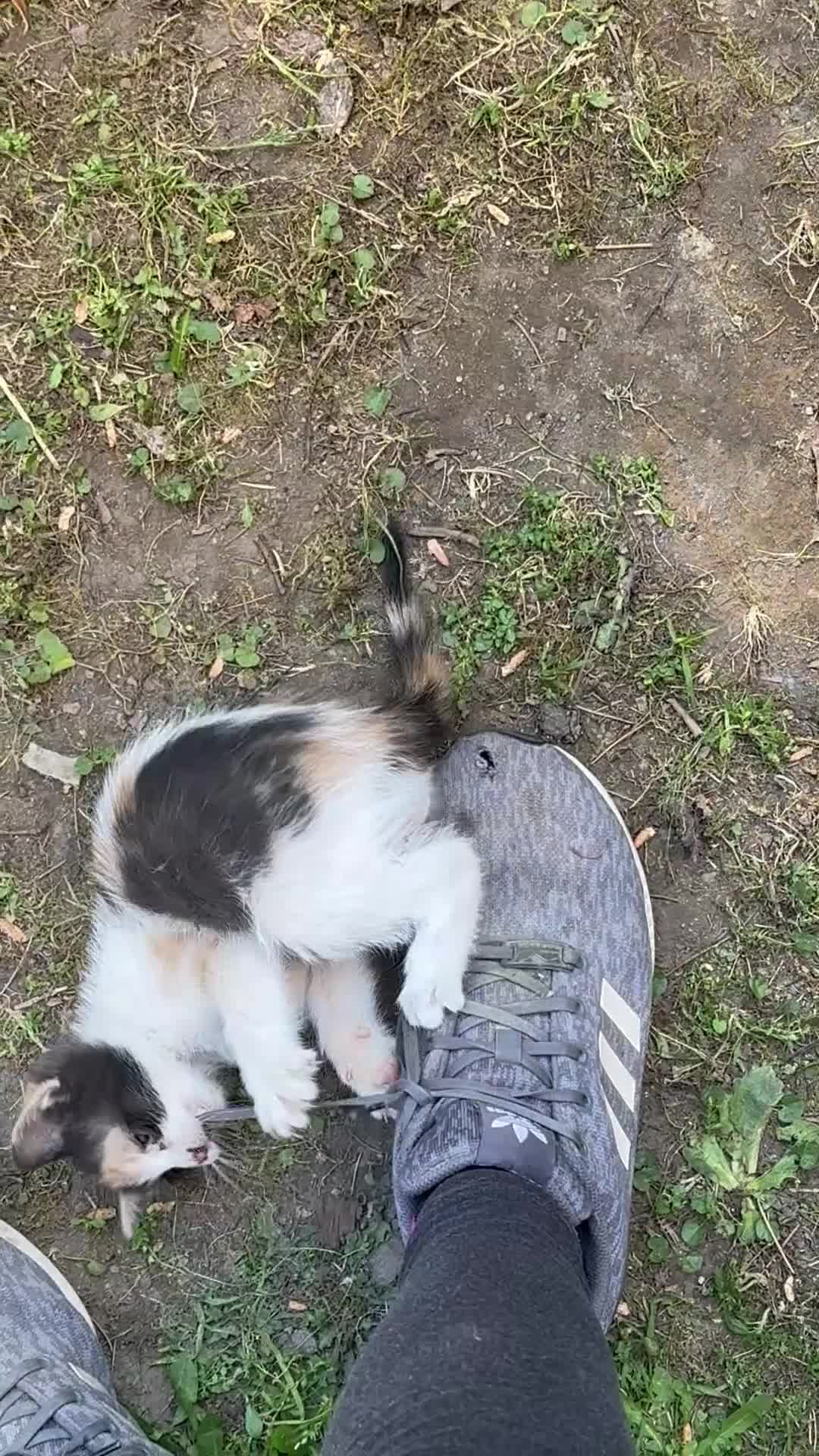 Meticcio gatti in regalo: Cercasi casa per cuccioli  - Video 4