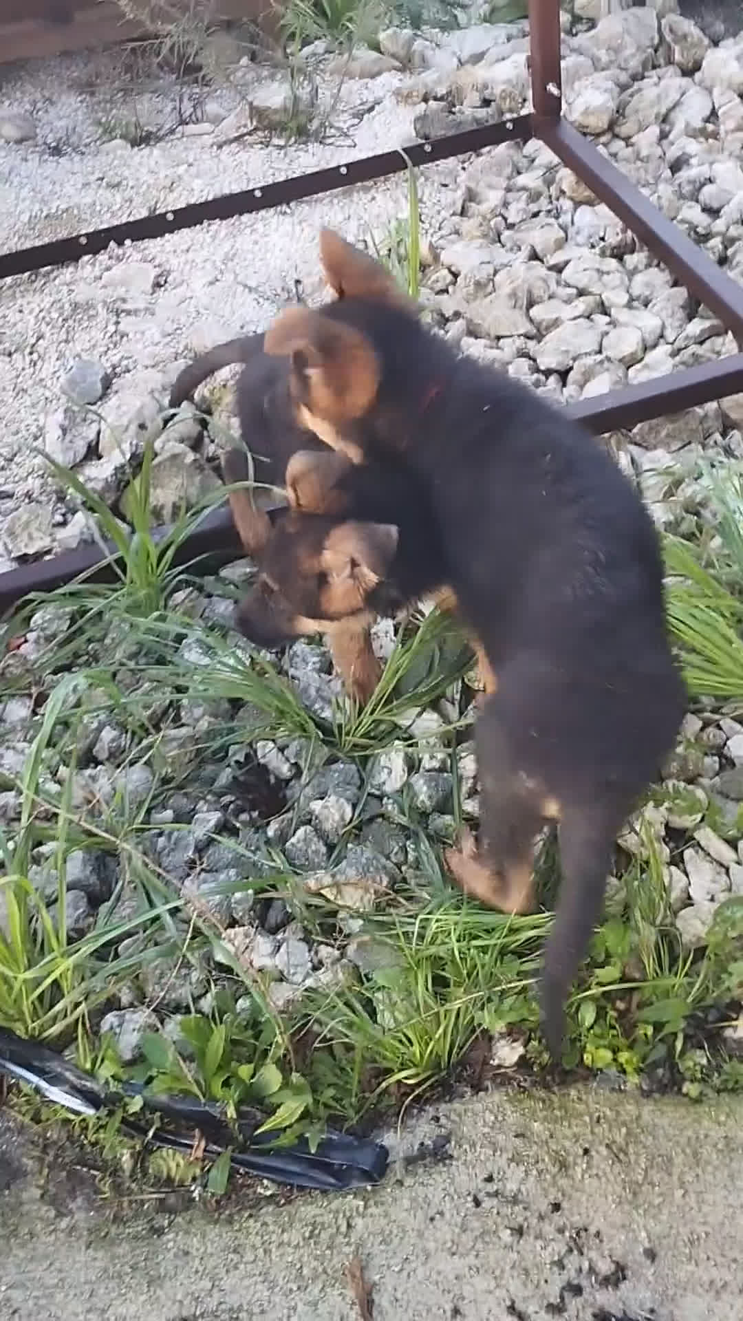 Pastore Tedesco cani in vendita: Cuccioli cercano casa - Video 1