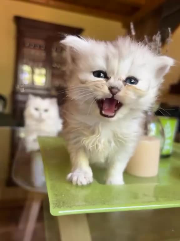 British gatti in vendita: Cuccioli British Longhair - Video 2