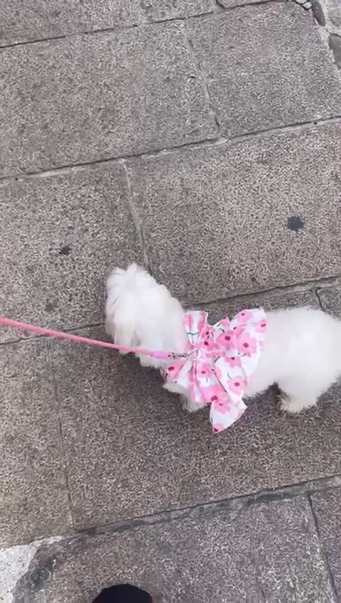 Maltese cani in vendita: MALTESI - Video 1