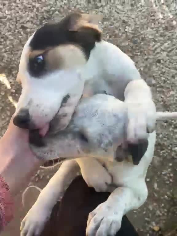 Meticcio cani in regalo: LA DOLCISSIMA E BELLISSIMA SELENE - Video 3