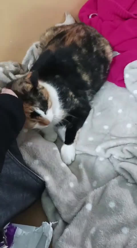 Meticcio gatti in regalo: Cucciola 6 mesi circa, bellissima Talia  - Video 1