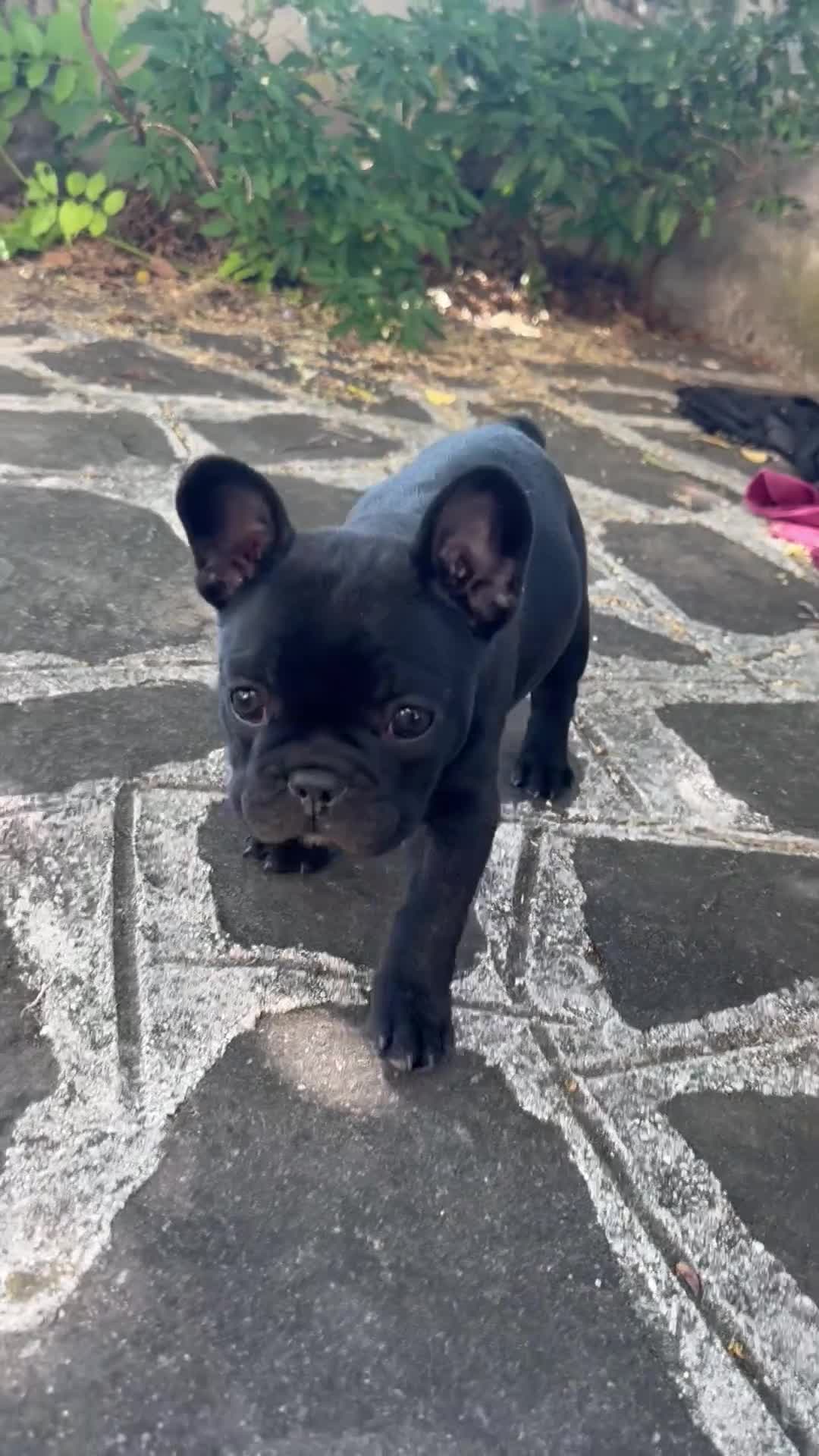 Bulldog Francese cani in vendita: bulldog francese nero tigrato animali  - Video 2