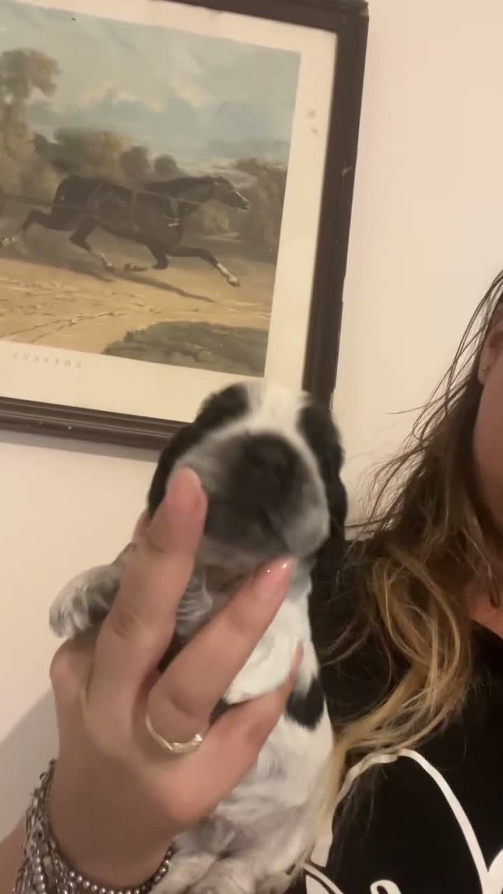 Cocker cani in vendita: Cocker cucccioli - Video 1