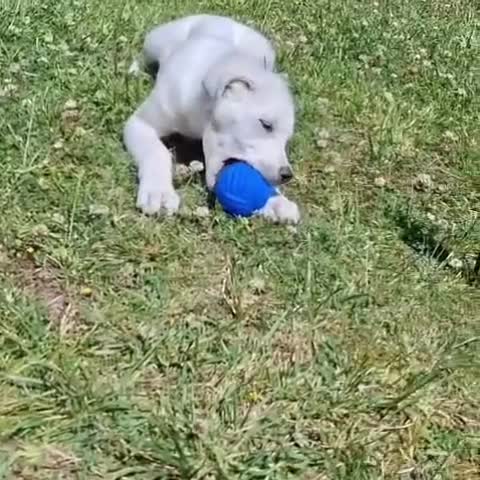 Meticcio cani in regalo: YOSHI 💙-cucciolo mix pastore, chiami per lui 😢? a Provincia di Imperia - Video 1