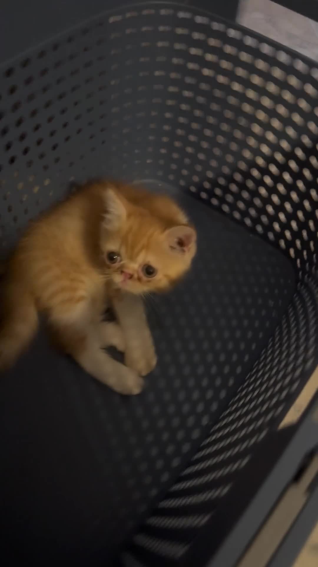 Exotic Shorthair gatti in vendita: Exotic Shorthair cuccioli a Provincia di Parma - Video 1
