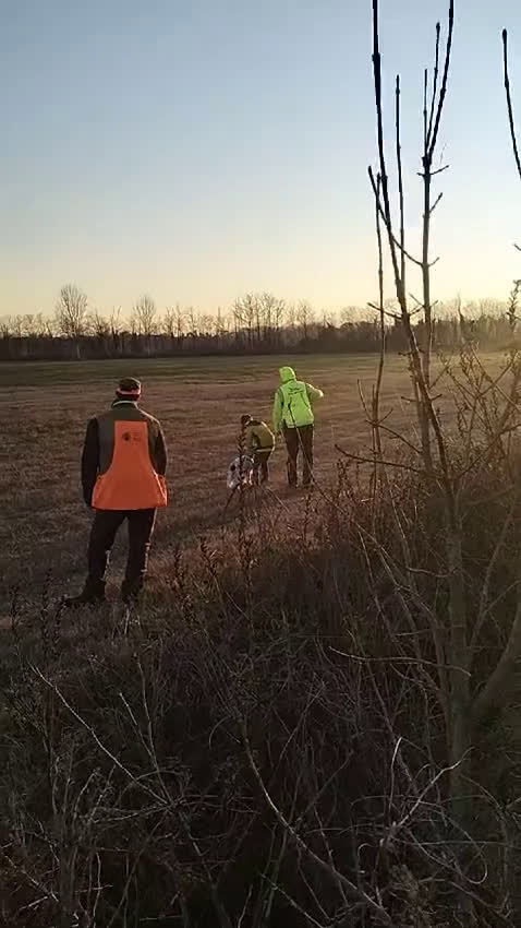 Setter Inglese cani in vendita: Cuccioli setter inglese  - Video 1