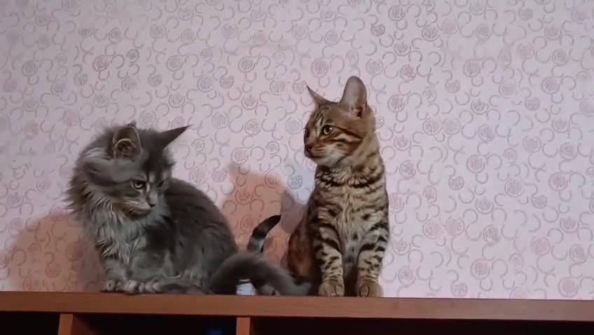 Bengala gatti in vendita: Cucciolo di Bengala maschio  - Video 1