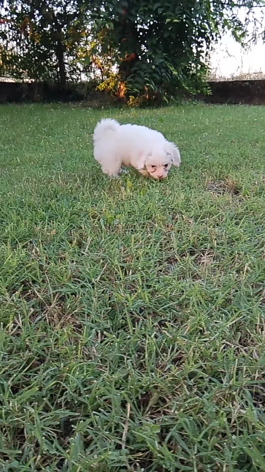 Maltese cani in vendita: Maltese  a Provincia di Parma - Video 1