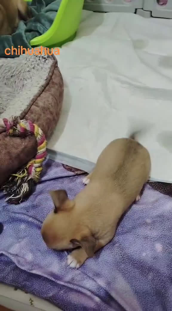 Chihuahua cani in vendita: Cuccioli di chihuahua  - Video 1