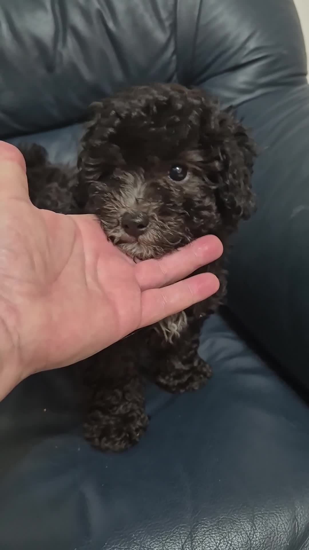 Meticcio cani in vendita: Barboncino silver  - Video 1