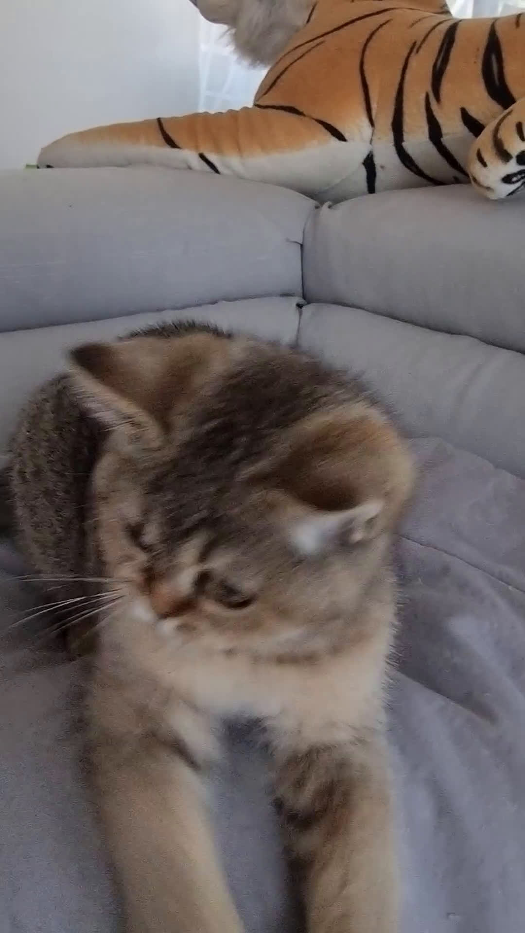 Scottish gatti in vendita: Scottish Straight con Pedigree  - Video 2