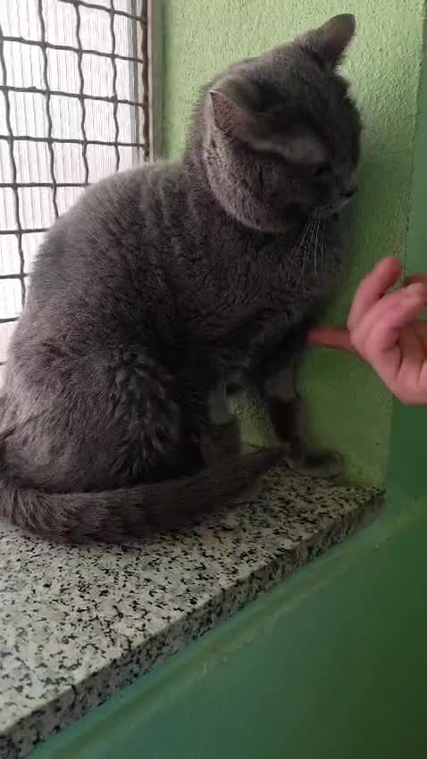 Europeo gatti in regalo: CARLOTTA GATTINA CERTOSINA - Video 2