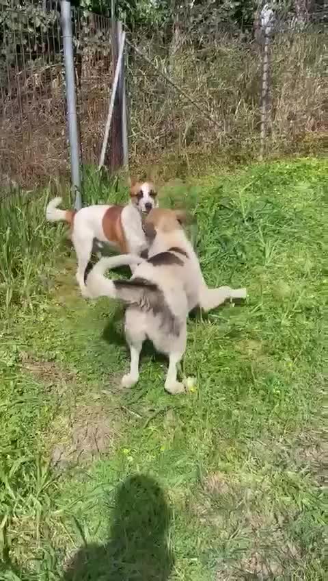 Meticcio cani in regalo: Miche: 2 anni, socievole e affettuoso  - Video 5