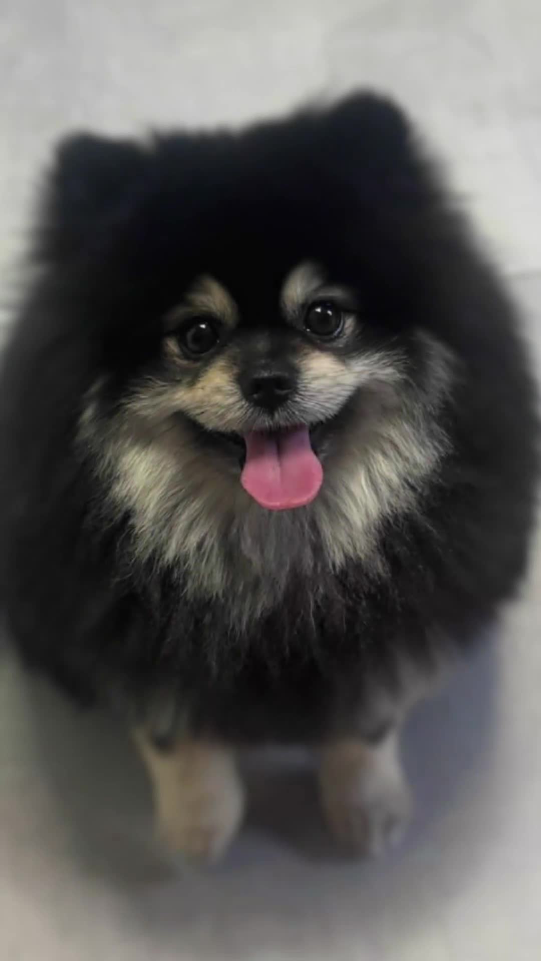 Spitz cani per accoppiamento: Accoppiamento  - Video 1