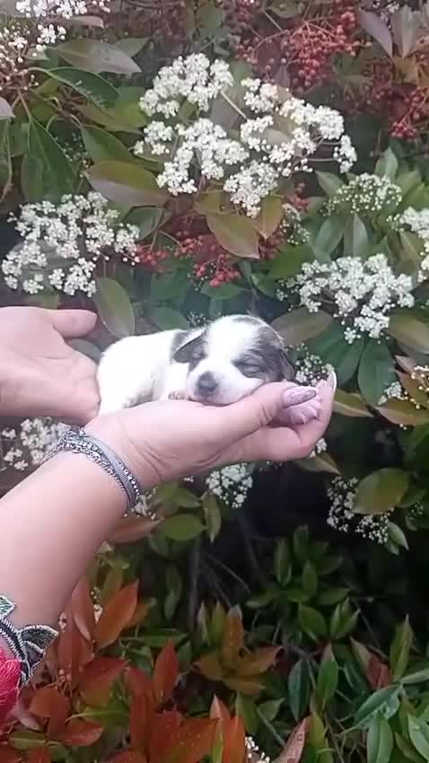 Jack Russell cani in vendita: Cuccioli jack russell  - Video 2