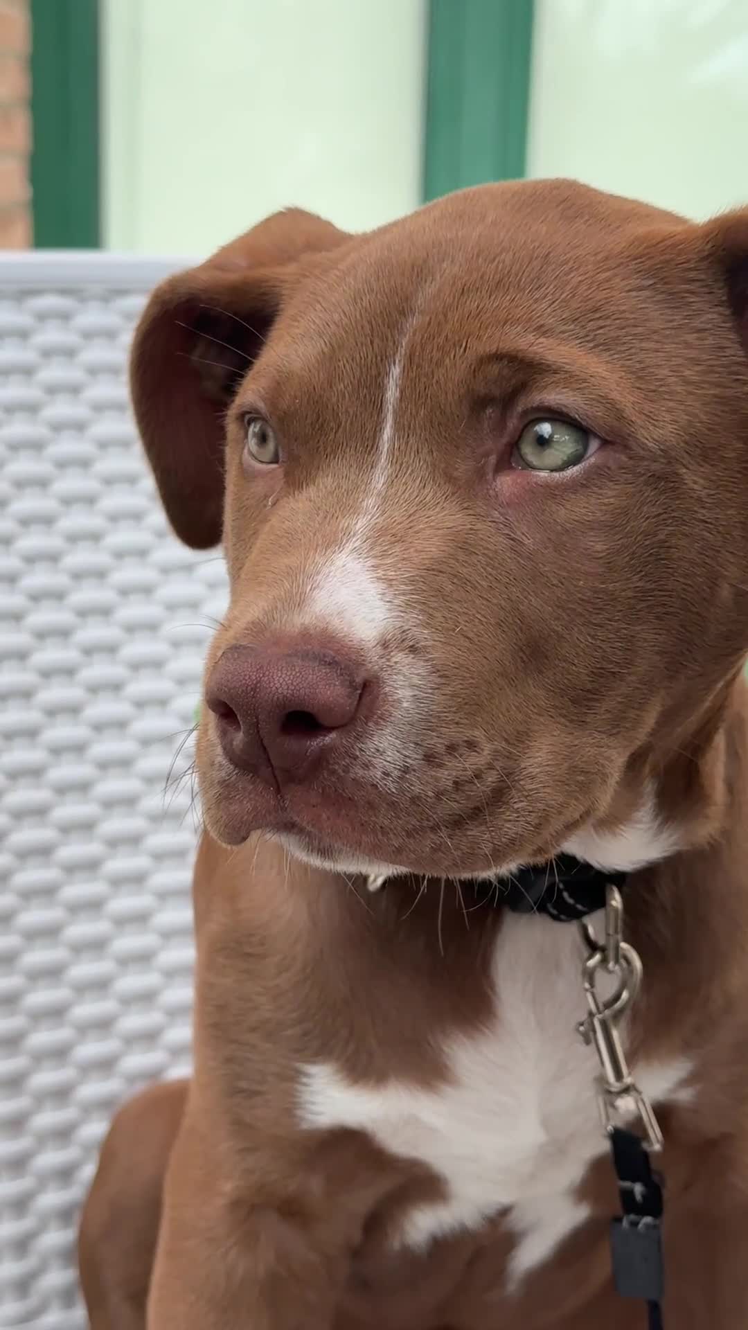 Pitbull cani in regalo: Pitt bull blue nose  a Provincia di Reggio Emilia - Video 1